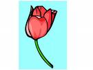 tulip